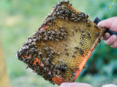 关于对在云南转地放蜂蜂场的警示