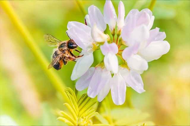 大理源蜜蜂业有限公司